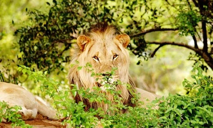 Limpopo: 1-Night Stay for Two at Legend Simba Safari