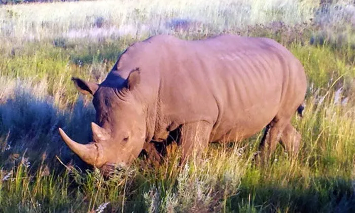 Limpopo: 1-Night Stay for Two at Legend Simba Safari