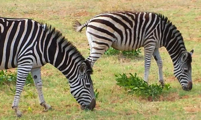 Limpopo: 1-Night Stay for Two at Legend Simba Safari