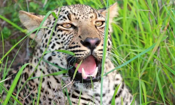 Limpopo: 1-Night Stay for Two at Legend Simba Safari