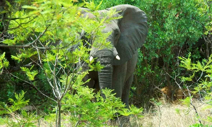 Limpopo: 1-Night Stay for Two at Legend Simba Safari