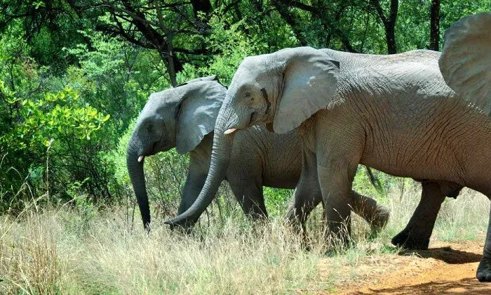 Limpopo: 1-Night Stay for Two at Legend Simba Safari